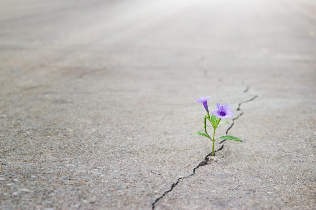 AdobeStock_101681491-2
