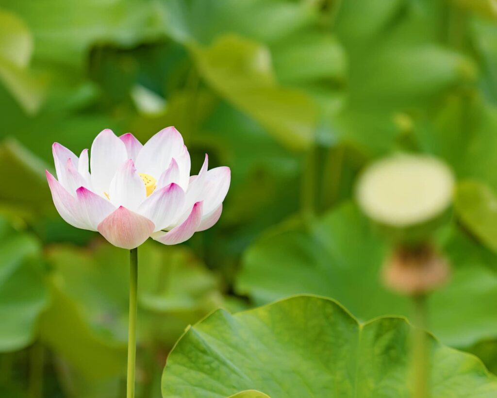 Closeup photo of the lotus flower