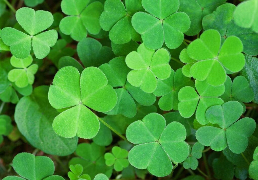 Green background with three-leaved shamrocks. St.Patrick's day holiday symbol. Shallow depth of field, focus on biggest leaf.